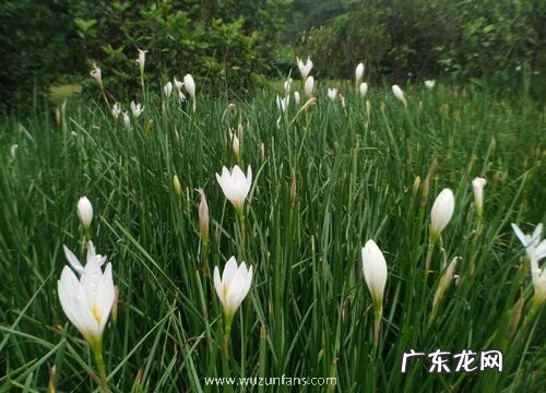 翠芦莉花期是什么时候