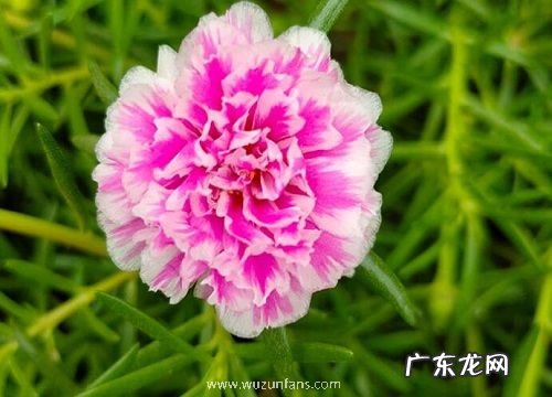 什么花的花语是希望你开心