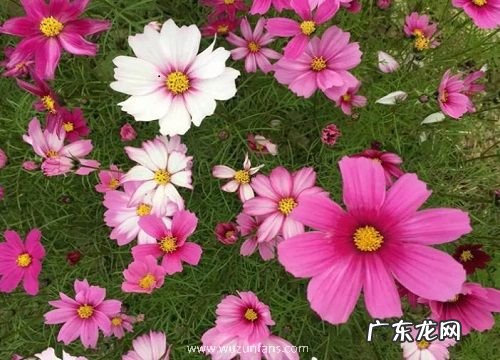 什么花的花语是希望你开心