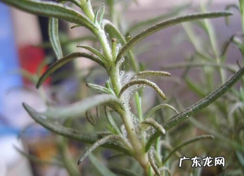 迷迭香花期是什么时候