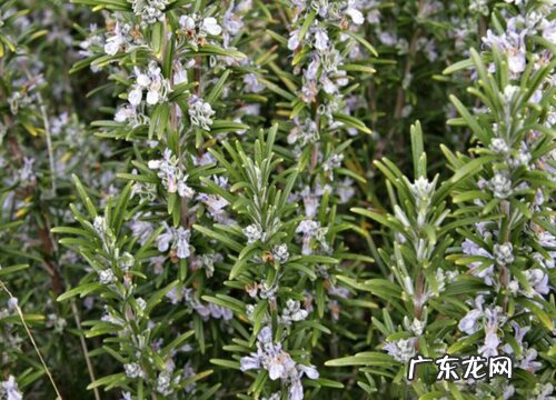 迷迭香花期是什么时候