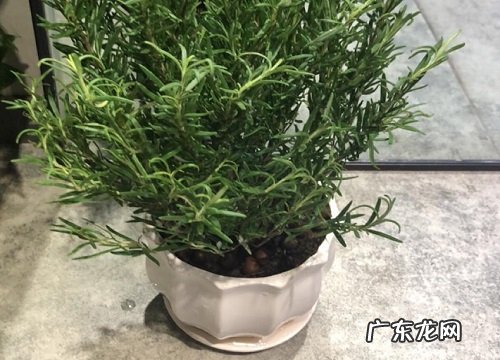 迷迭香花期是什么时候