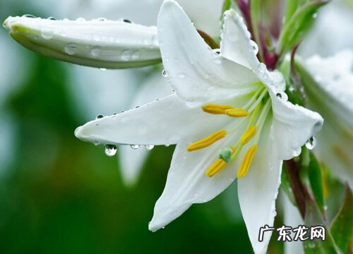 嫂子生日送什么花好