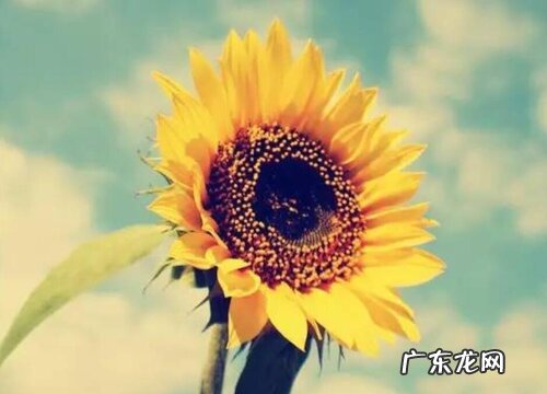 嫂子生日送什么花好