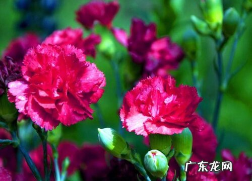 嫂子生日送什么花好