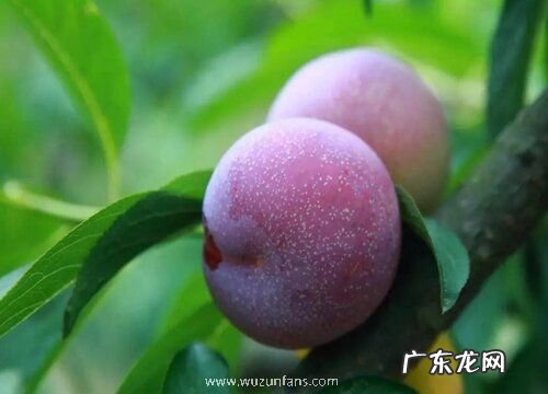 桐乡檇李什么时候成熟上市