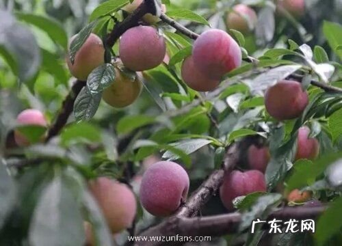 桐乡檇李什么时候成熟上市