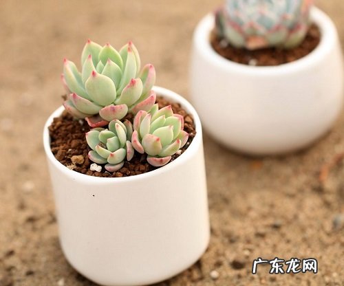 多肉怎么换土 换土换盆时间和方法