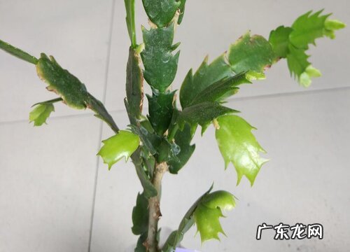 叶仙一年能长多高