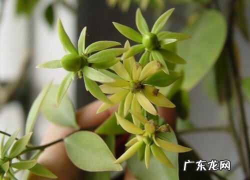 叶仙一年能长多高