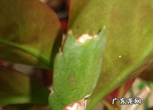 叶仙一年能长多高