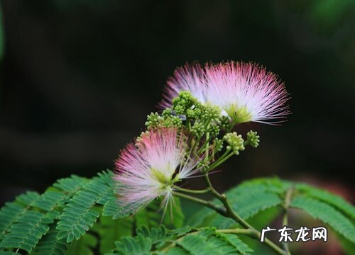 合欢花产地在哪里