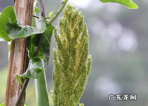 高粱什么时候成熟