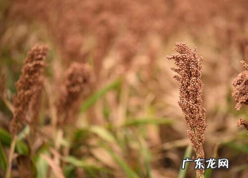 高粱什么时候成熟