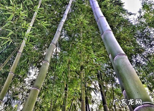 竹子是花还是草