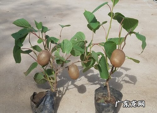 弥猴桃什么时候成熟