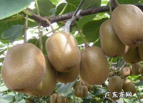 弥猴桃什么时候成熟