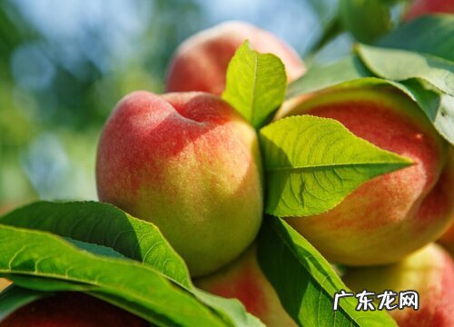 青州蜜桃什么时候成熟