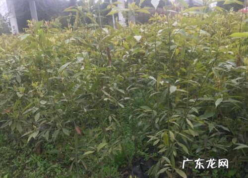 金丝楠木树值钱吗