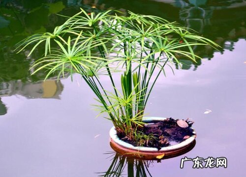 伞竹怎么过冬天 安全越冬养殖方法