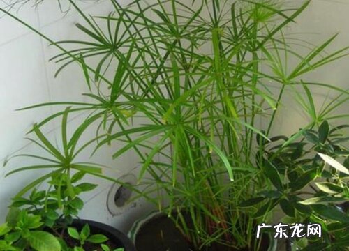 伞竹怎么过冬天 安全越冬养殖方法