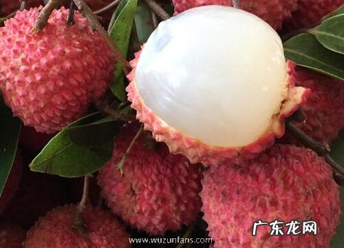 茂名荔枝什么时候成熟