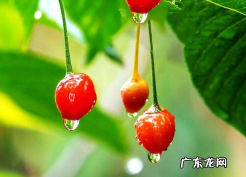 河南樱桃什么时候成熟