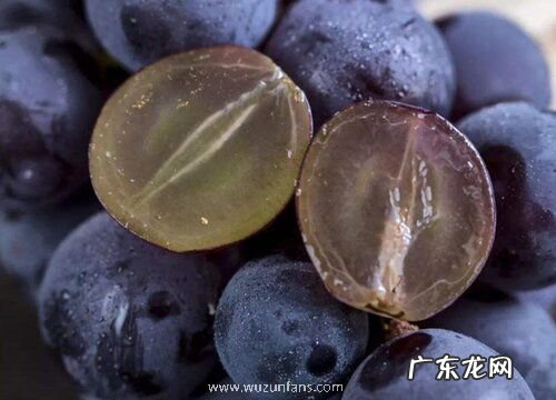 巨峰什么时候成熟