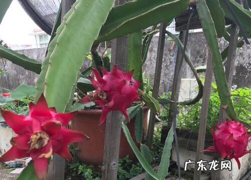 火龙果怎么过冬天