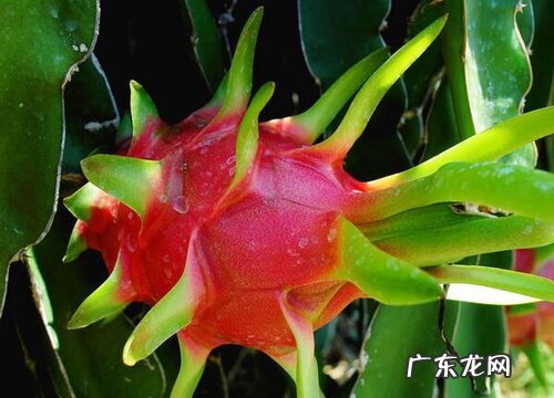 火龙果怎么过冬天