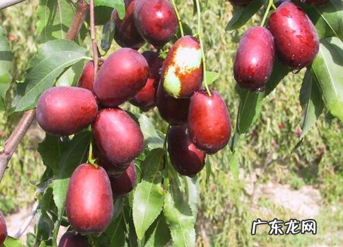 大枣什么时候成熟
