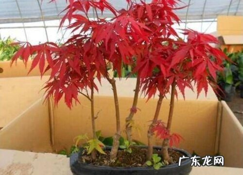 红枫树用什么肥料最好