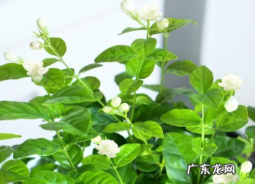 茉莉花风水寓意与作用