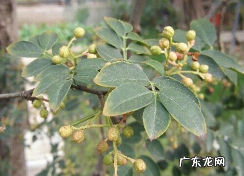 麻椒什么时候成熟