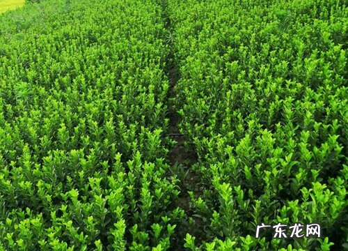 卫矛树值钱吗 市场价格