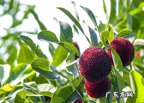 贵州杨梅什么时候成熟