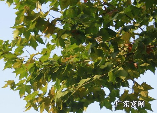 梧桐树值钱吗 市场价格