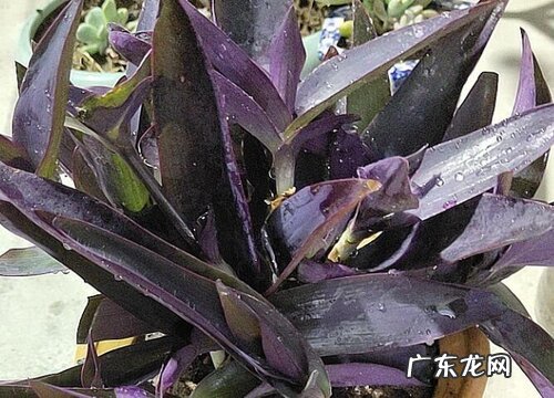 紫竹梅怎么养好看