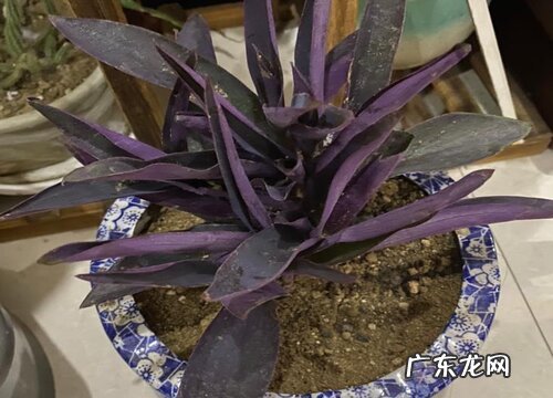 紫竹梅怎么养好看