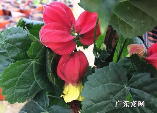 灯笼花怎么过冬天 越冬养护方法