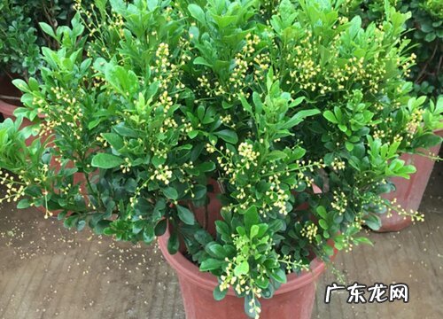 米兰花怎么过冬天
