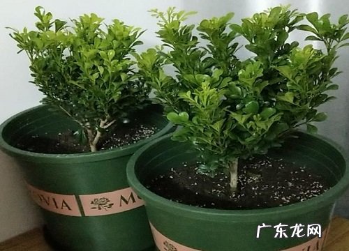 米兰花怎么过冬天