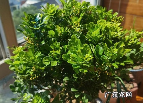米兰花怎么过冬天