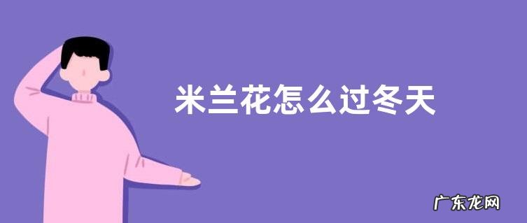 米兰花怎么过冬天