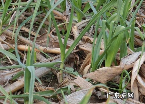 大蒜怎么过冬天