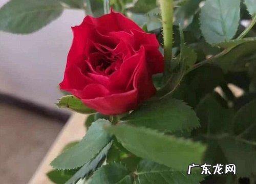 玫瑰怎么过冬天