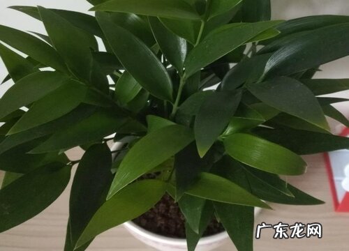 竹柏可以放卧室吗