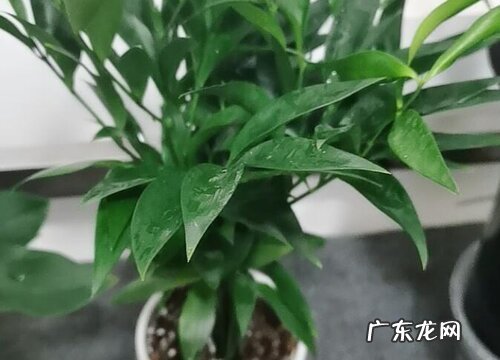 竹柏可以放卧室吗