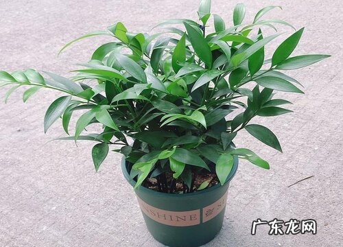 竹柏可以放卧室吗