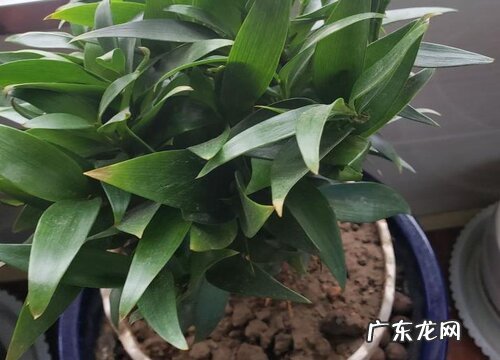 竹柏可以放卧室吗